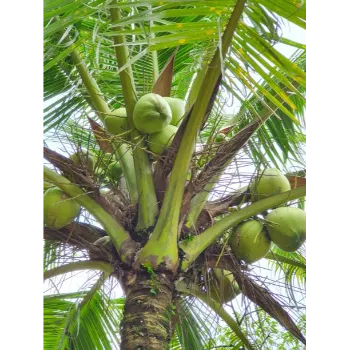 Natural Coconut Plant